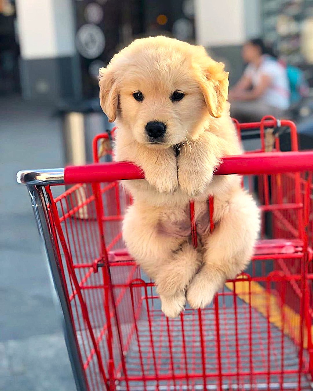 Cute golden retriever puppy sitting in a red shopping cart with paws on the front bar
