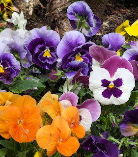 Close-up of colorful pansy flowers in purple, orange, white, and yellow bloming in a garden