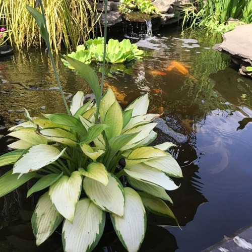 Fish pond