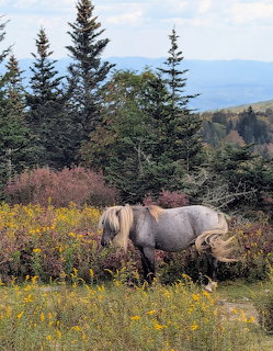 Gray pony in a meadow with wildflowers, trees, and distant blue mountains