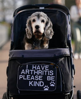 Old Dog in Stroller Crufts