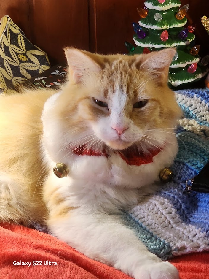 Fluffy orange and white cat with red collar lying on blue knit blanket near ceramic Christmas tree