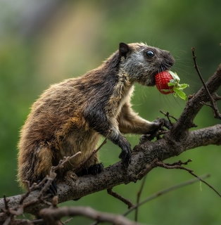 Brown squirrel on a branch holding a red strawberry in its mouth