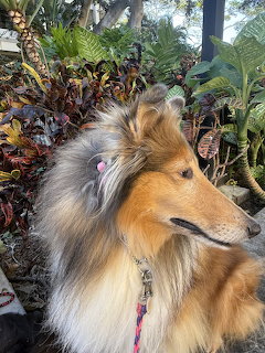 Sable Collie dog in profile looking alertly to the side in a garden with tropical foliage