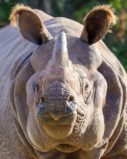 Close-up front view of an Indian rhinoceros with a single horn and folded gray skin