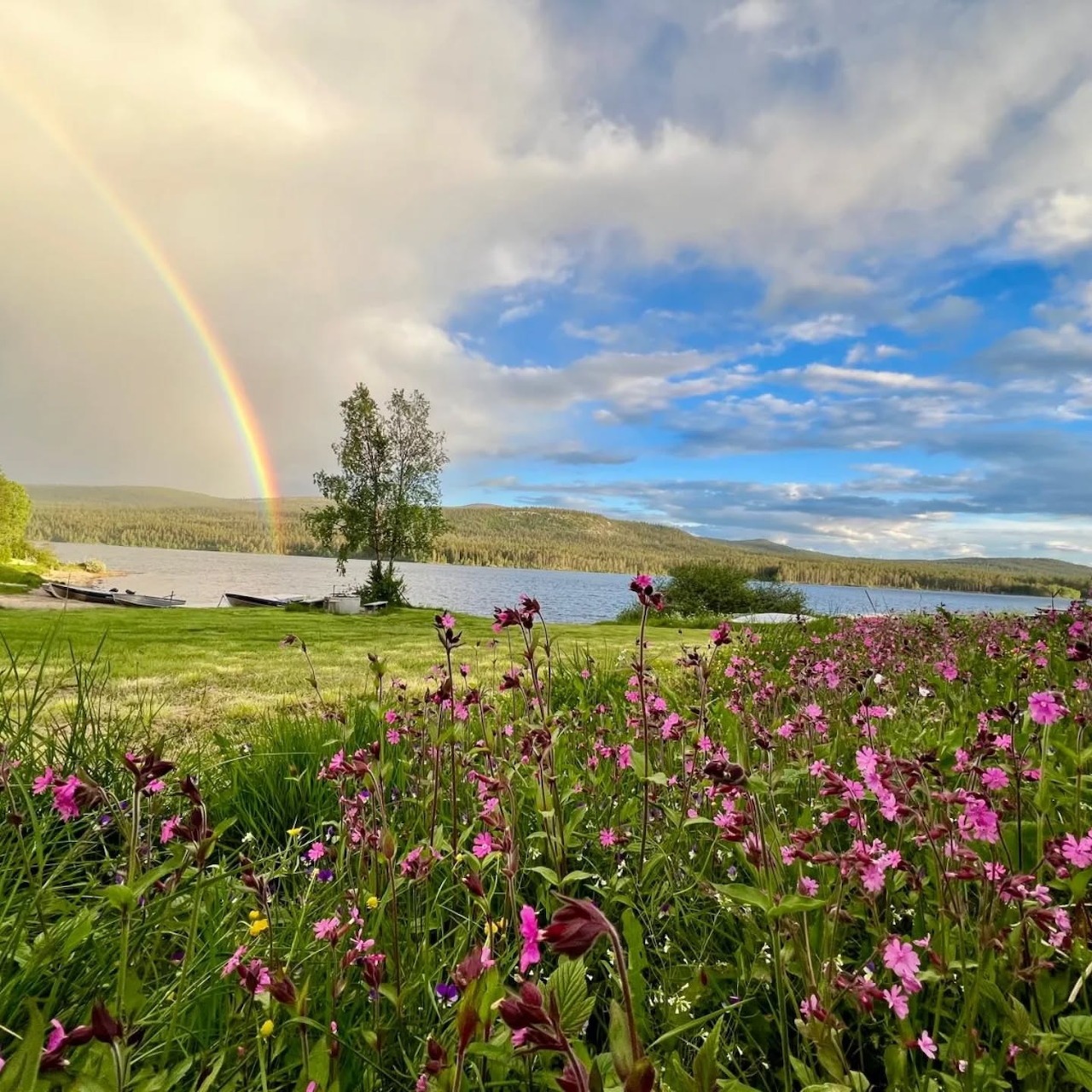 Rainbow over pink wildflowers in meadow beside lake with cloudy sky