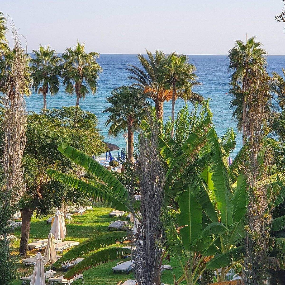 Palm trees and tropical plants beside a blue sea