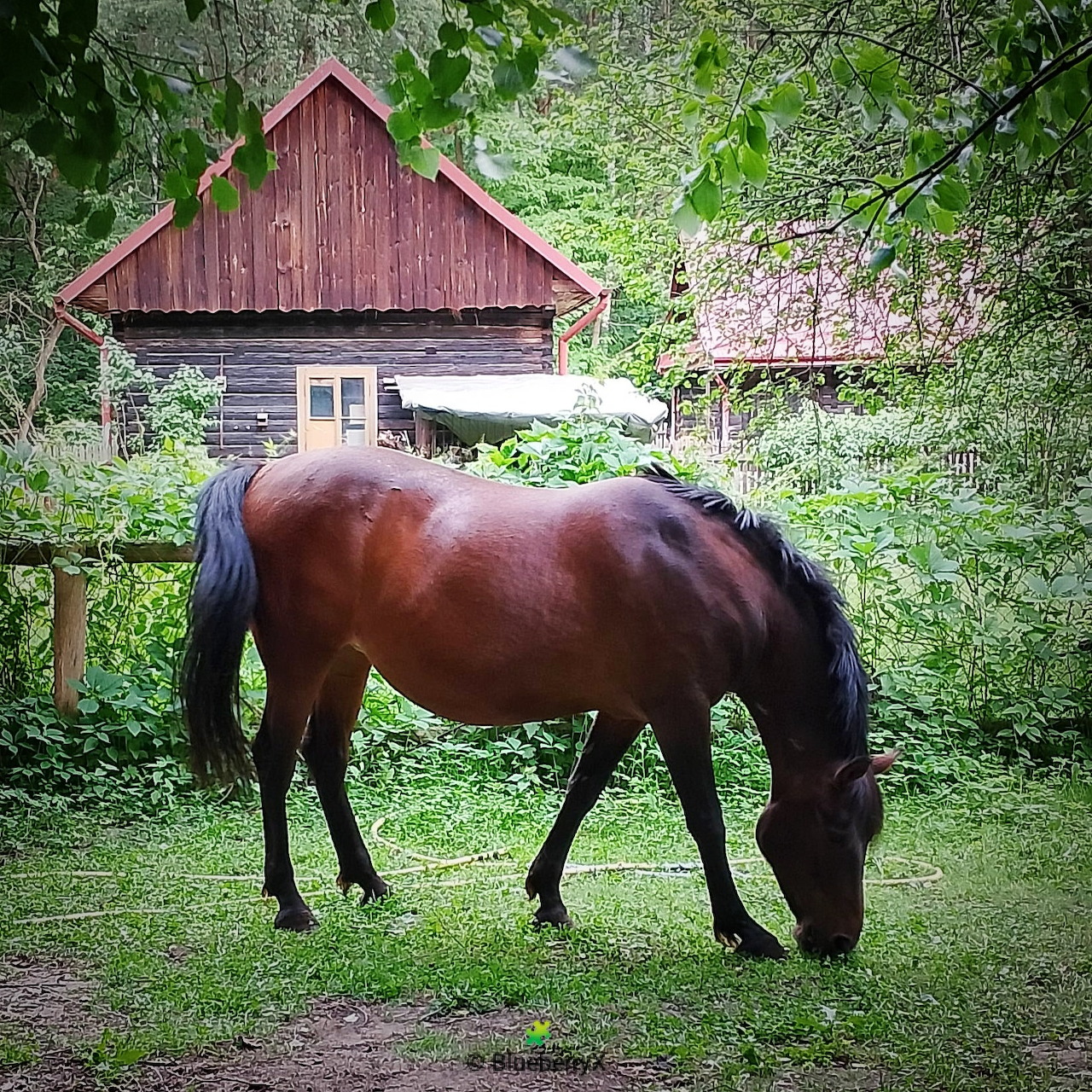 Brown horse grazing near a rustic wooden cabin in a leafy forest clearing
