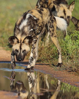 African Wild Dog