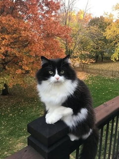 Tuxedo Cat on Autumn Deck