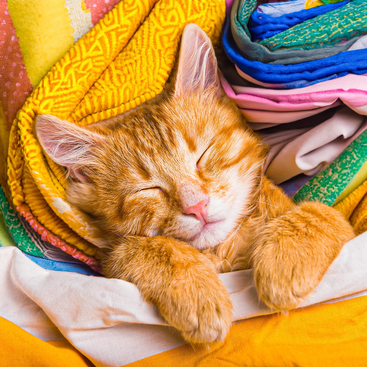 Orange Kitten Sleeping on Blankets