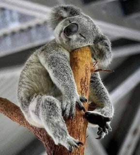 Gray koala clinging to wooden branch with visible claws and fluffy ears