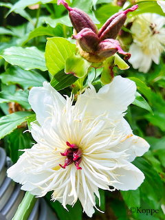 Large white tree peony flower with ruffled petals and magenta center surrounded by green foliage