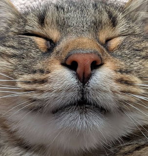 Close-up of a tabby cat's face with closed eyes, pink nose, and white whiskers