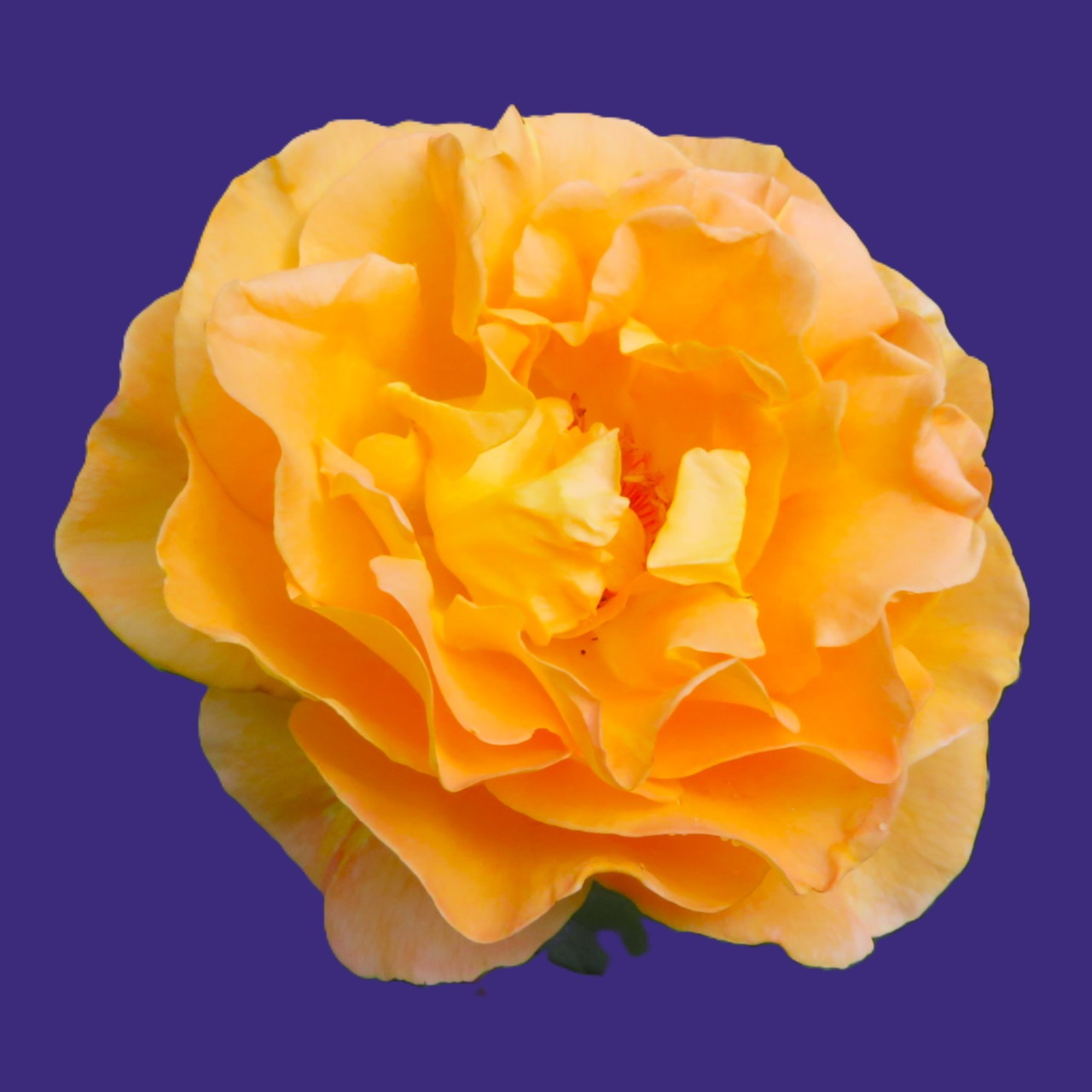 Close-up of a yellow-orange rose flower on a purple background