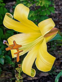 Golden Splendour Trumpet Lily