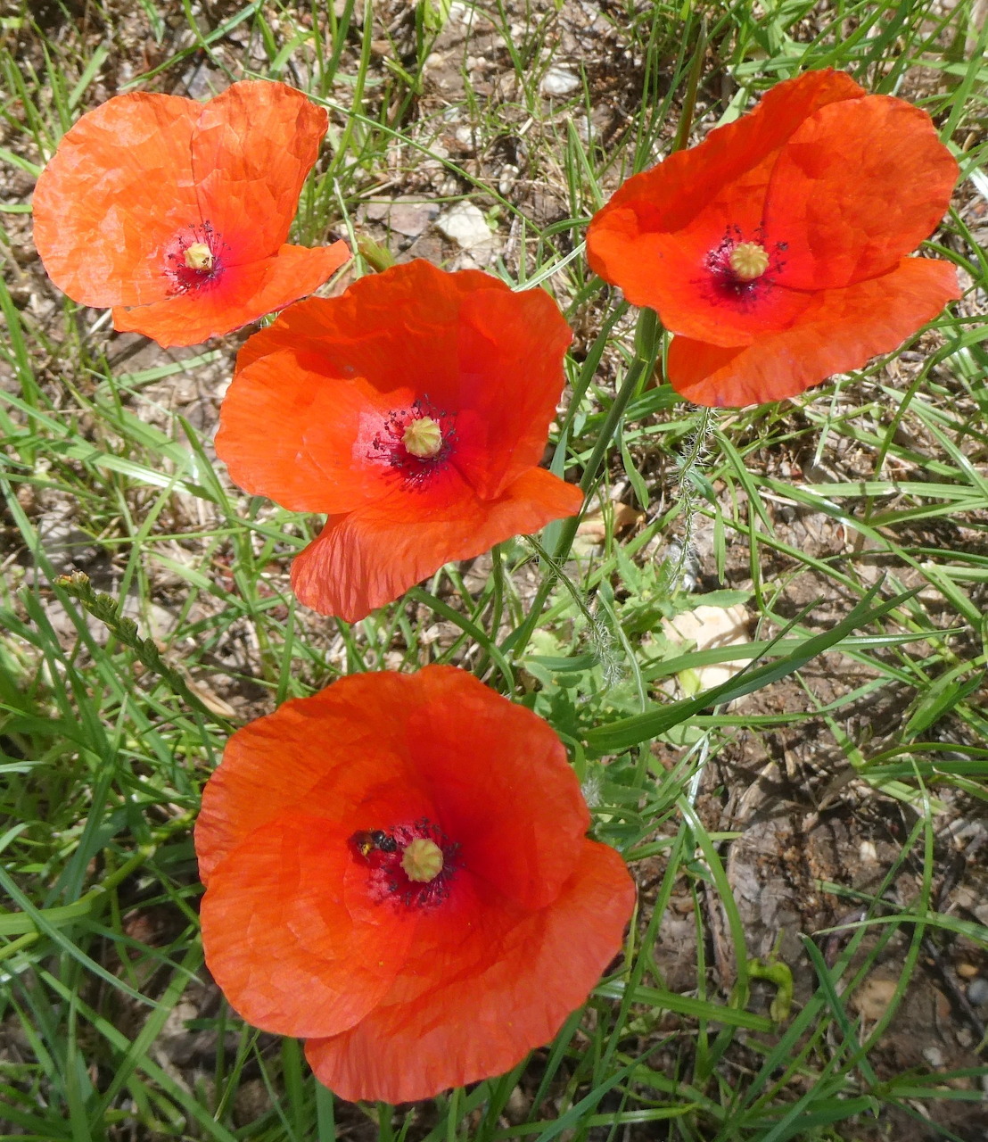 Four red poppy flowers growing among grass and dry soil