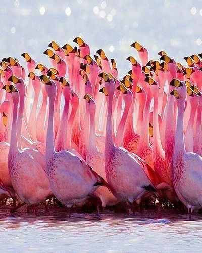 Flamingo Flock in Water