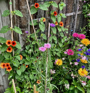 Garden Flowers and Vines