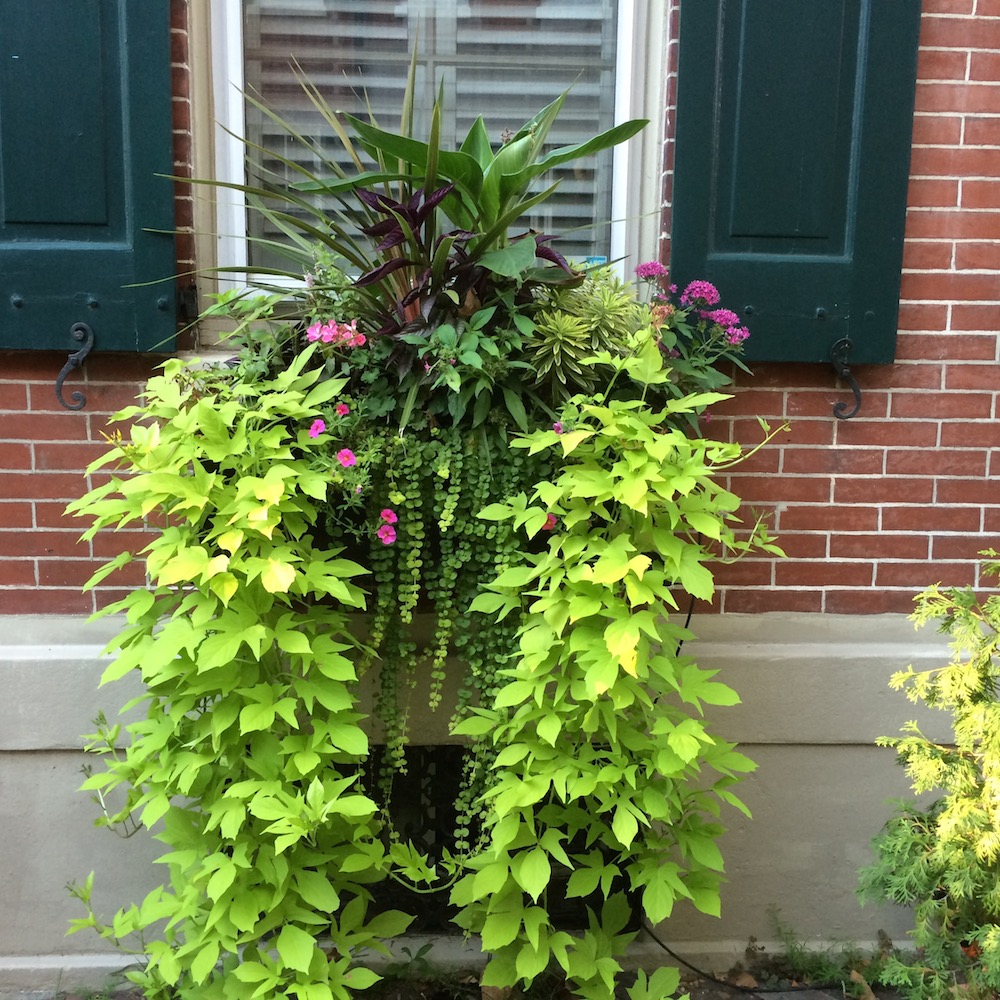 Sweet Potato Vine Window Box