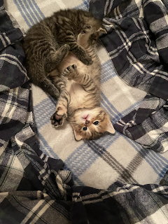 Opie Kitten on Plaid Blanket