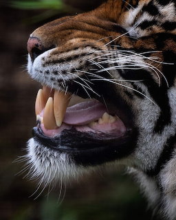 Close-up of a tiger roaring with mouth wide open showing fangs and teeth
