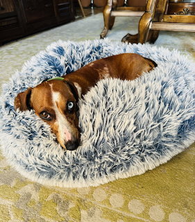 Brown and white dog resting in a fluffy blue and white round pet bed on carpet