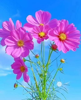 Pink cosmos flowers with green stems and buds against a bright blue sky