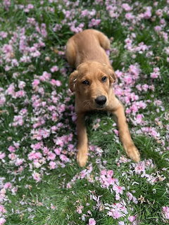 Golden retriever puppy lying in grass surrounded by pink and white flowers