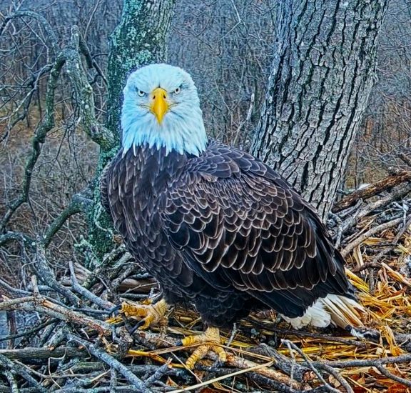 Bald eagle perched in a nest among leafless tree branches