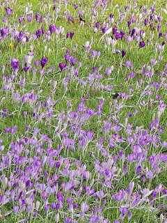 Dense field of purple crocus flowers blooming in green grass