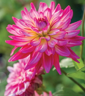 Vibrant pink dahlia flower with orange center and pointed petals in close-up view