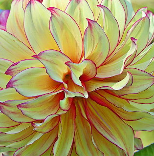 Close-up of a yellow flower with pink-edged layered petals