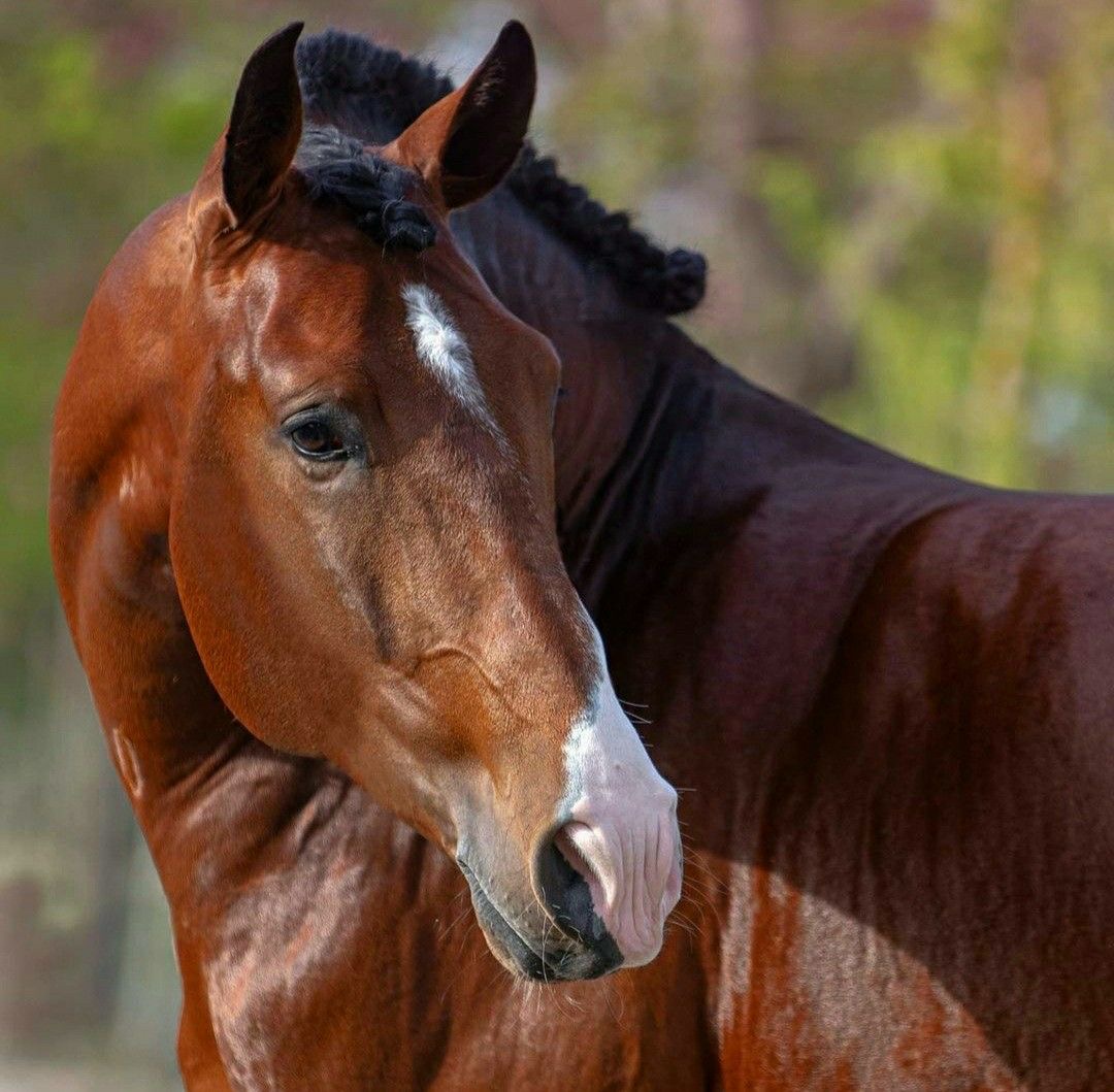 Bay horse with white blaze and braided mane looking at camera against blurred green background