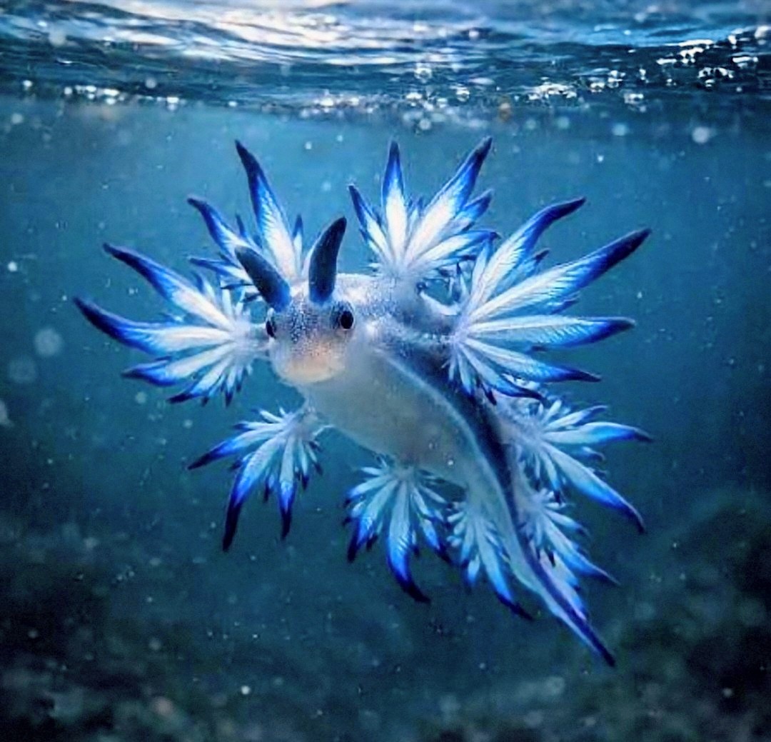 Blue Dragon Sea Slug