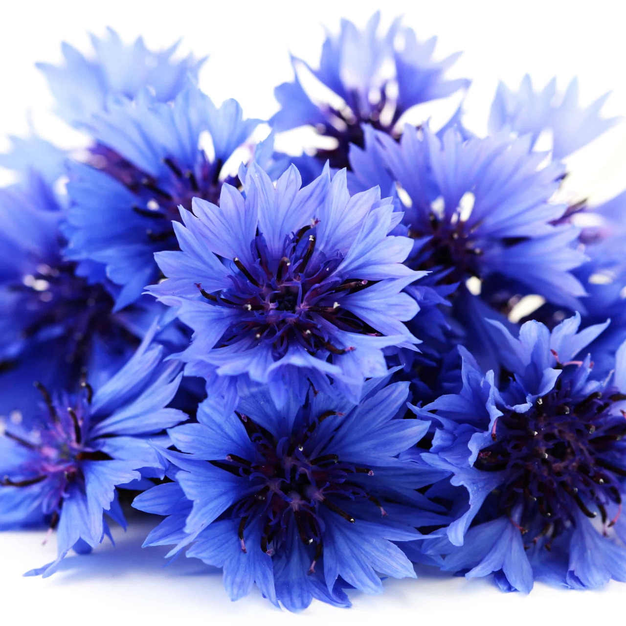 Close-up of blue cornflower blooms with layered petals