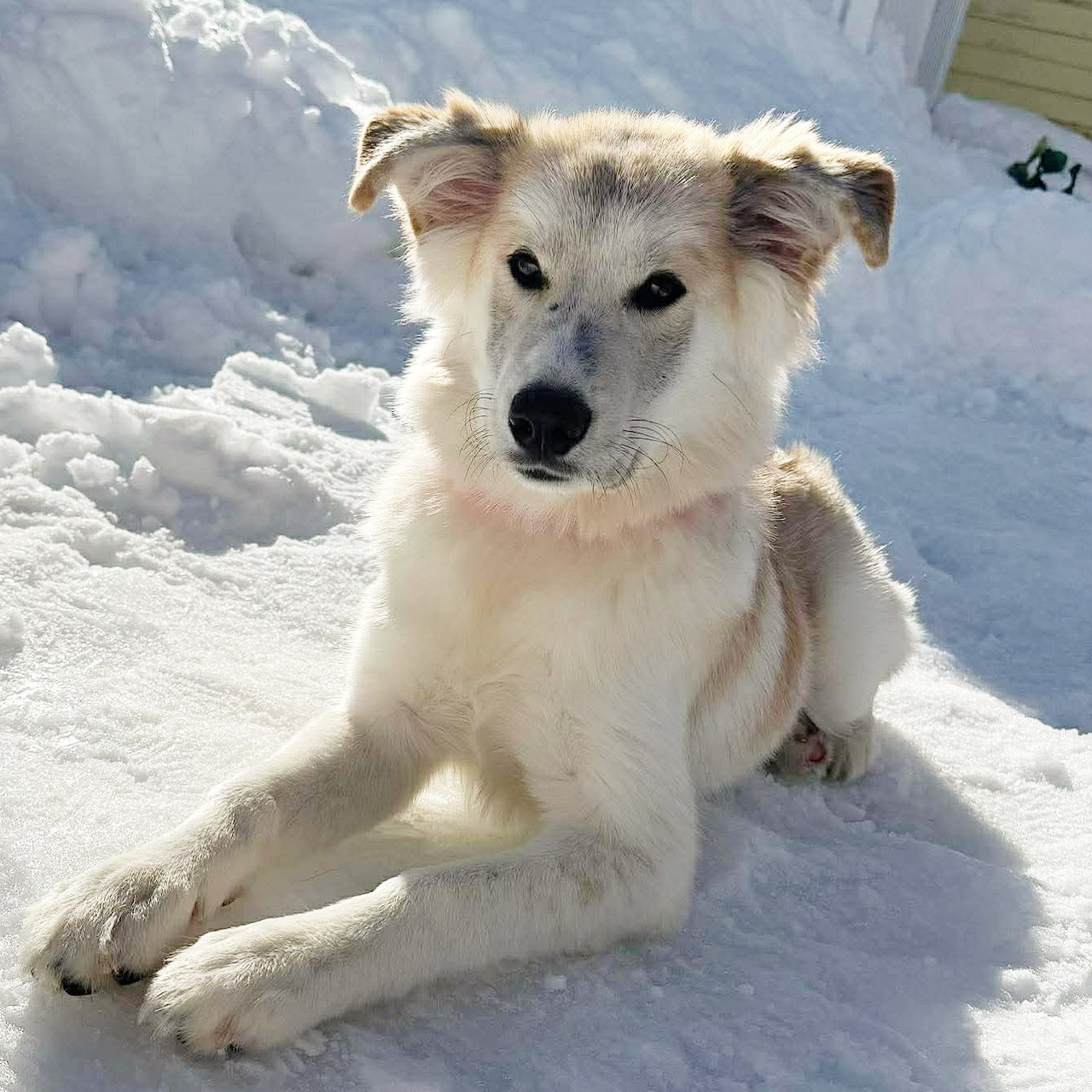 Tan and white dog lying in snow looking at camera