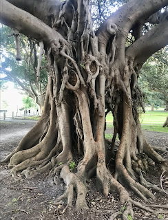 Large old fig tree with complex tangled aerial roots and thick trunk in a park setting