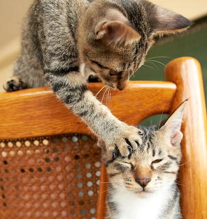 Two tabby kittens playing together on a wicker chair, one reaching paw down from the backrest to touch the other