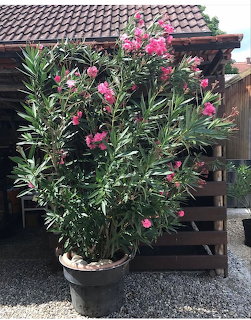 Large potted oleander bush with pink bloms on a gravel patio next to a wooden pergola
