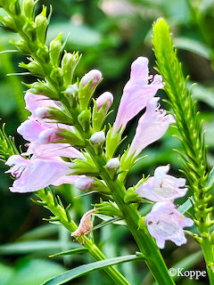 Pink obedient plant flowers bloming on green spikes with lush green leaves in background