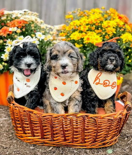 Puppies in Basket with Flowers