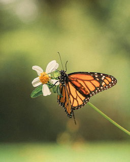 Monarch butterfly with orange and black wings resting on a white flower with blurred green background