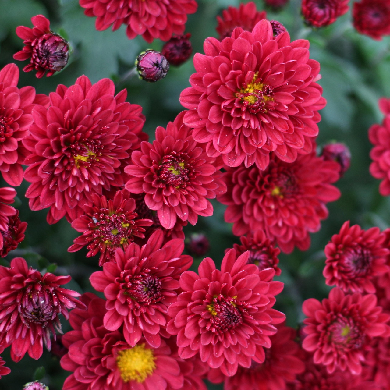 Pink Chrysanthemum Flowers