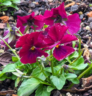 Close-up of bright magenta-red pansy flowers with dark centers in garden soil