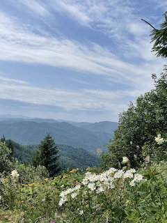 Mountain landscape with white wildflowers and evergreen trees overlooking layered blue-green ridges