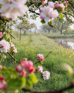 Pink apple blossoms framing a misty green orchard with wildflowers and a pond