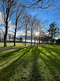 Sunlit Park Trees