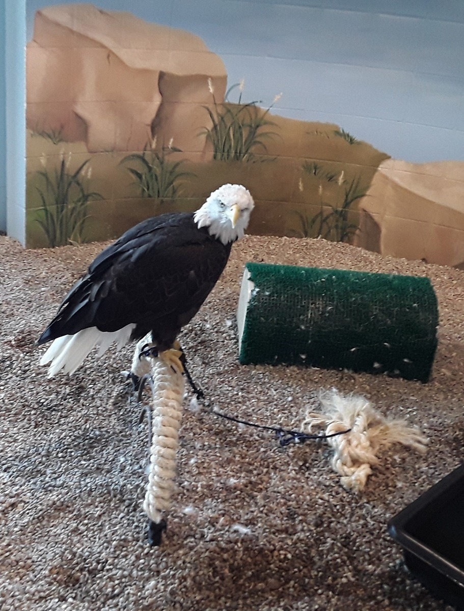 Bald eagle standing on wooden perch in indoor exhibit with southwestern desert backdrop