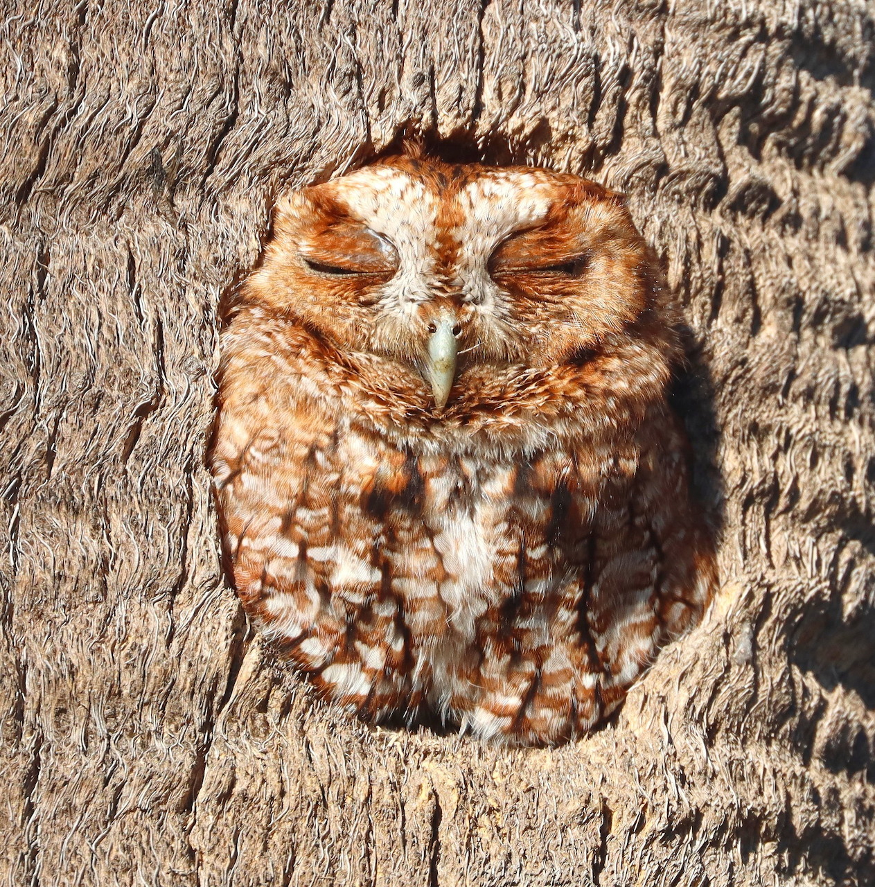 Eastern screech owl resting in a tree hole with eyes closed